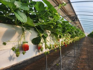 상월딸기 박명근님의 작성글 사진