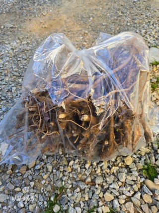 팜모닝회원 바이크농원님의 기타작물 · 영농일지 작성글 사진