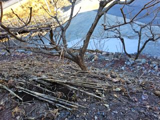 김용대님의 감 · 영농일지 작성글 사진