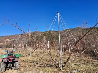 성은모님의 복숭아 · 영농일지 작성글 사진