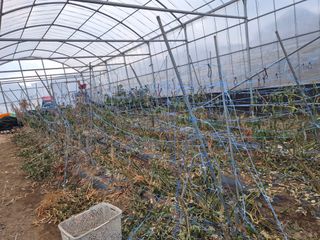 김성옥님의 고추 · 영농일지 작성글 사진