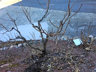 김용대님의 감 · 영농일지 작성글 사진