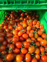 팜모닝 토마토·영농일지 게시글 이미지