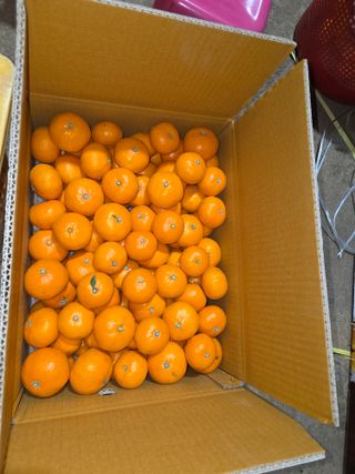 산방자연농원님의 귤 · 영농일지 작성글 사진