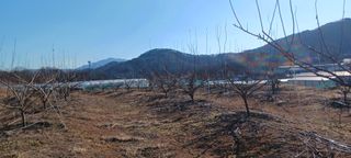 김 연님의 기타작물 · 영농일지 작성글 사진