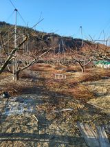 팜모닝 복숭아·영농일지 게시글 이미지