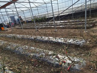 김성옥님의 고추 · 영농일지 작성글 사진