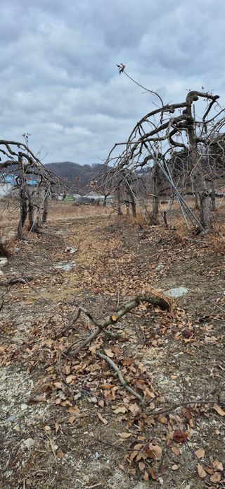 강성분님의 사과 · 영농일지 작성글 사진