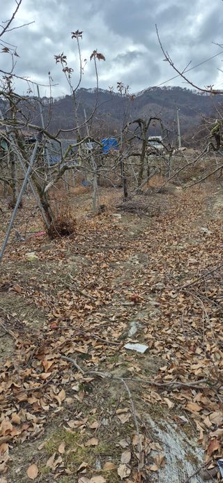 강성분님의 사과 · 영농일지 작성글 사진