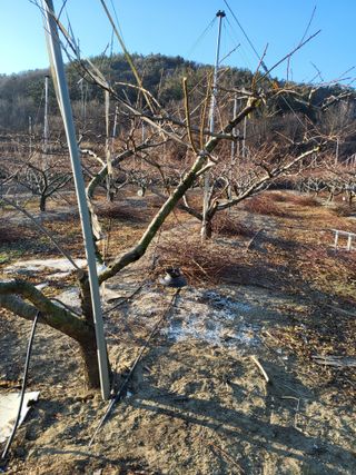 ahnda님의 복숭아 · 영농일지 작성글 사진