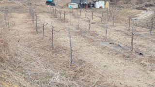 남상호 님의 기타작물 · 영농일지 작성글 사진