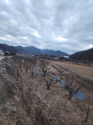 대운농원님의 기타작물 · 영농일지 작성글 사진