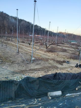 ahnda님의 복숭아 · 영농일지 작성글 사진