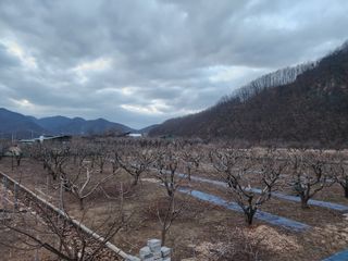 대운농원님의 기타작물 · 영농일지 작성글 사진