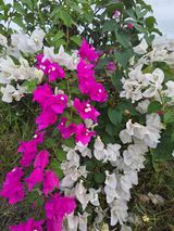 팜모닝 기타작물·영농일지 게시글 이미지