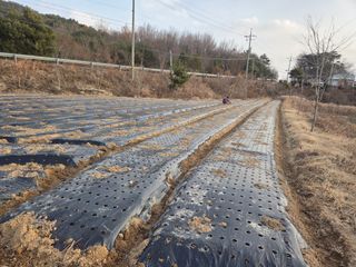 김정은님의 마늘 · 영농일지 작성글 사진