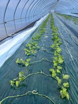 팜모닝 기타작물·영농일지 게시글 이미지