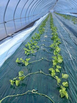 조영임님의 기타작물 · 영농일지 작성글 사진