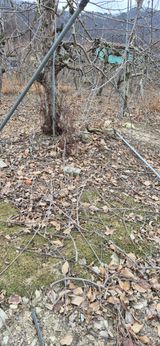 팜모닝 사과·영농일지 게시글 이미지