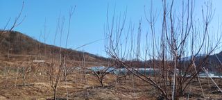 김 연님의 기타작물 · 영농일지 작성글 사진