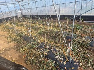 김성옥님의 고추 · 영농일지 작성글 사진