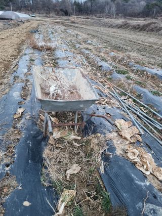 논산푸른팜님의 고추 · 영농일지 작성글 사진