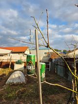 팜모닝 기타작물·영농일지 게시글 이미지