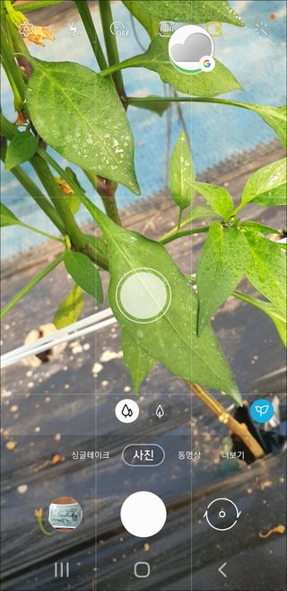 토마토아부지왕궁면님의 기타작물 · 영농일지 작성글 사진