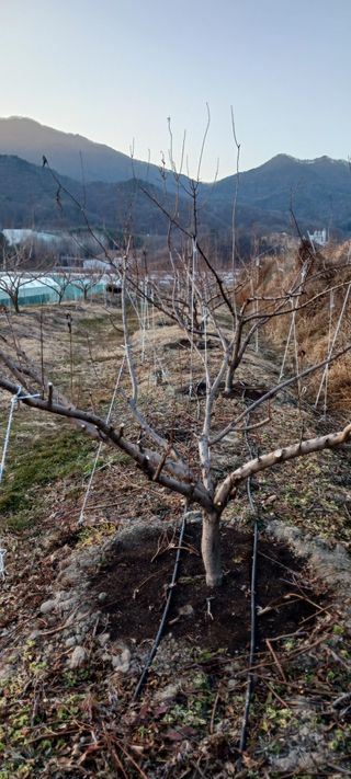 김 연님의 기타작물 · 영농일지 작성글 사진