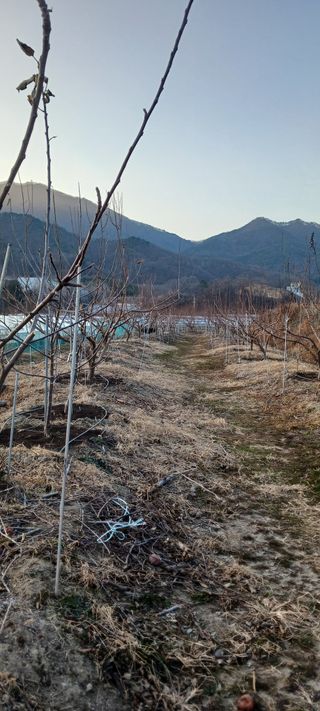 김 연님의 기타작물 · 영농일지 작성글 사진