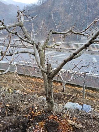 김용대님의 감 · 영농일지 작성글 사진