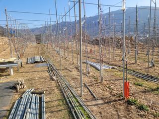 날씨가 흐려 방제가님의 사과 · 영농일지 작성글 사진