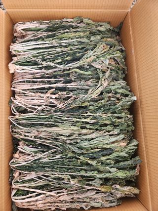 병풍취산채농원님의 기타작물 · 영농일지 작성글 사진