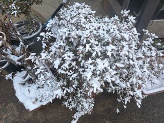 정정치님의 기타작물 · 영농일지 작성글 사진