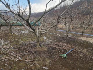 대운농원님의 기타작물 · 영농일지 작성글 사진