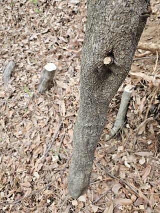 녹우농장님의 기타작물 · 영농일지 작성글 사진