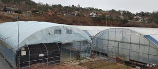 류근택님의 블루베리 · 영농일지 작성글 사진