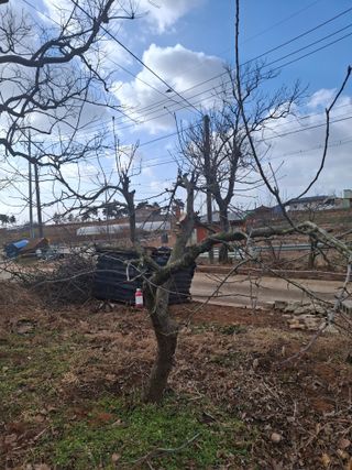 박덕남님의 사과 · 영농일지 작성글 사진