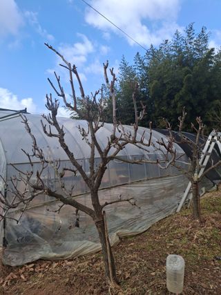 박덕남님의 사과 · 영농일지 작성글 사진