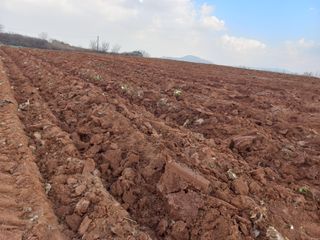 박린님의 고추 · 영농일지 작성글 사진