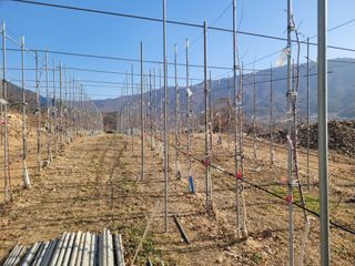 날씨가 흐려 방제가님의 사과 · 영농일지 작성글 사진