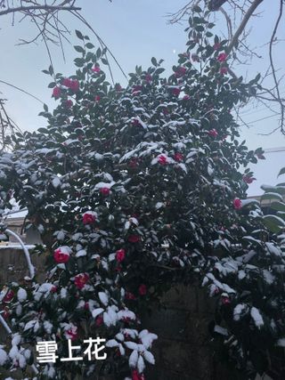 정정치님의 기타작물 · 영농일지 작성글 사진