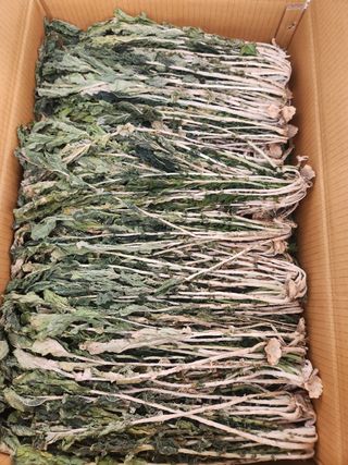 병풍취산채농원님의 기타작물 · 영농일지 작성글 사진