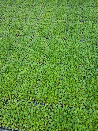 팜모닝회원 김순달 님의 기타작물 · 영농일지 작성글 사진