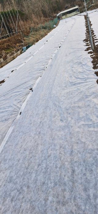 옥이네님의 양파 · 영농일지 작성글 사진