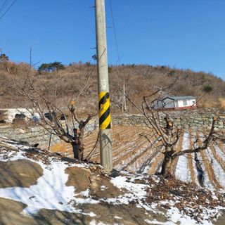 가로수님의 기타작물 · 영농일지 작성글 사진