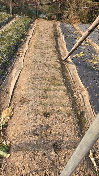 현금호님의 마늘 · 영농일지 작성글 사진