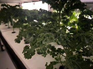 정종배님의 기타작물 · 영농일지 작성글 사진