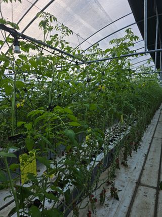 김호진님의 토마토 · 영농일지 작성글 사진