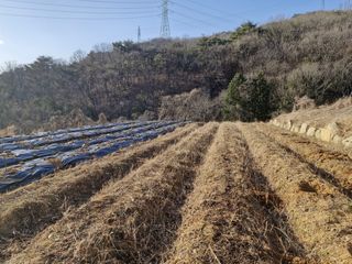 텃밭농사초보님의 기타작물 · 영농일지 작성글 사진